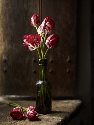Tulips2