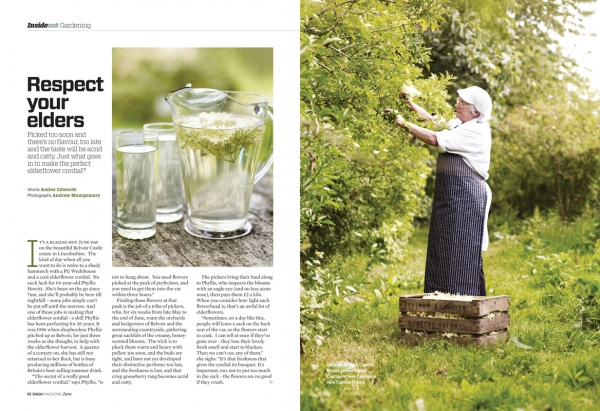 Elderflowers_June2012-1